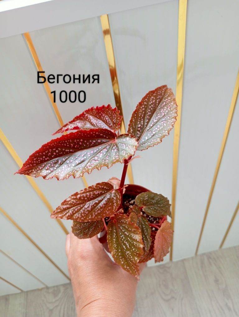 Шеффлера, бегония