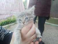 Отдам бесплатно котят в добрые руки