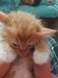 Кот без пародистый одаём бесплатно