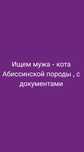 Ищем кота Абиссинской породы