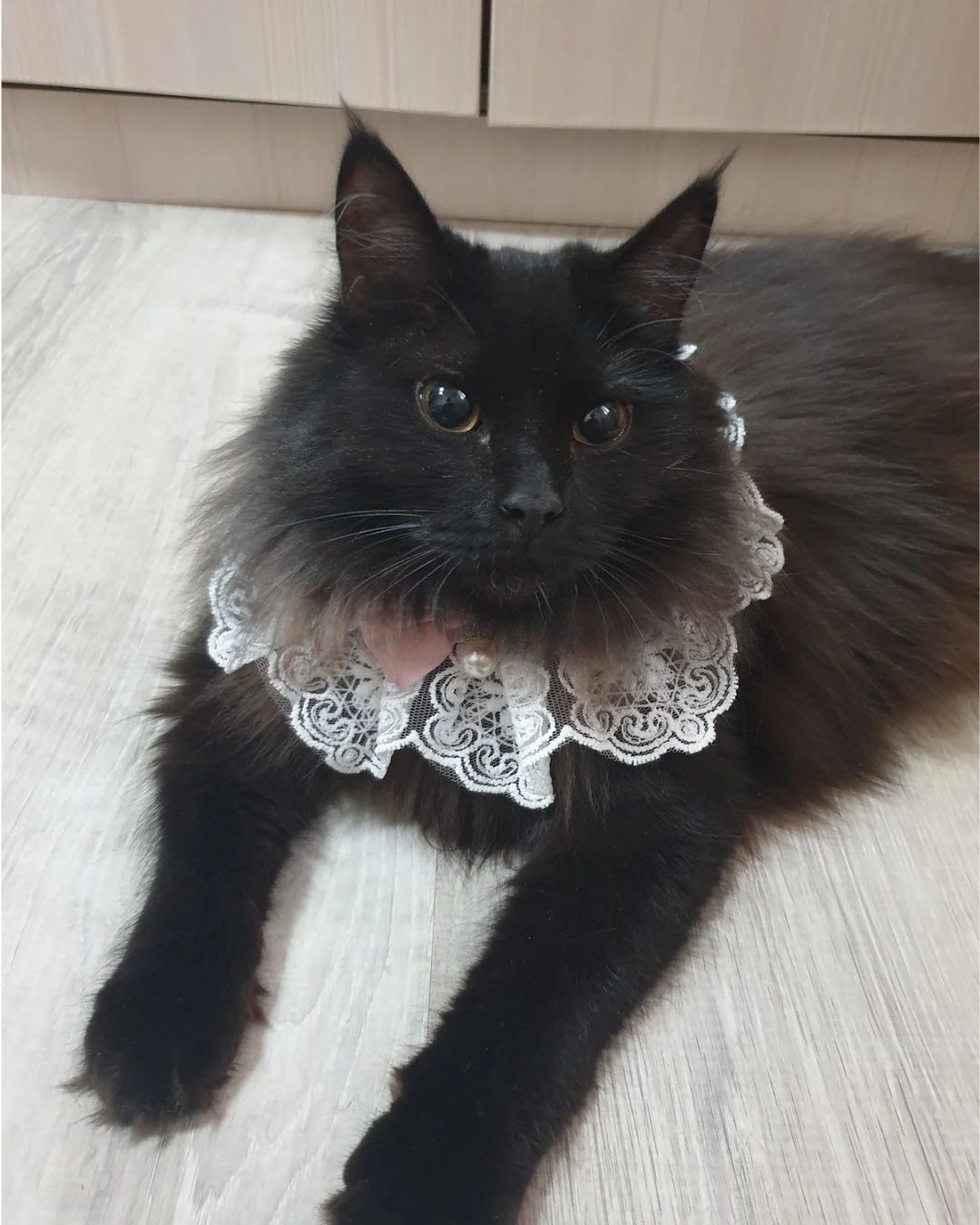 Котенок, 8 мес., девочка