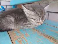 Продаём котёнка маленький мальчик.)"*