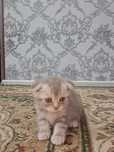 Котята шотландские