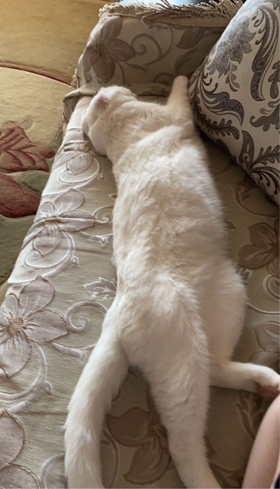 Вислоухий кот. Вязка.Жених. Звоните на ватсап