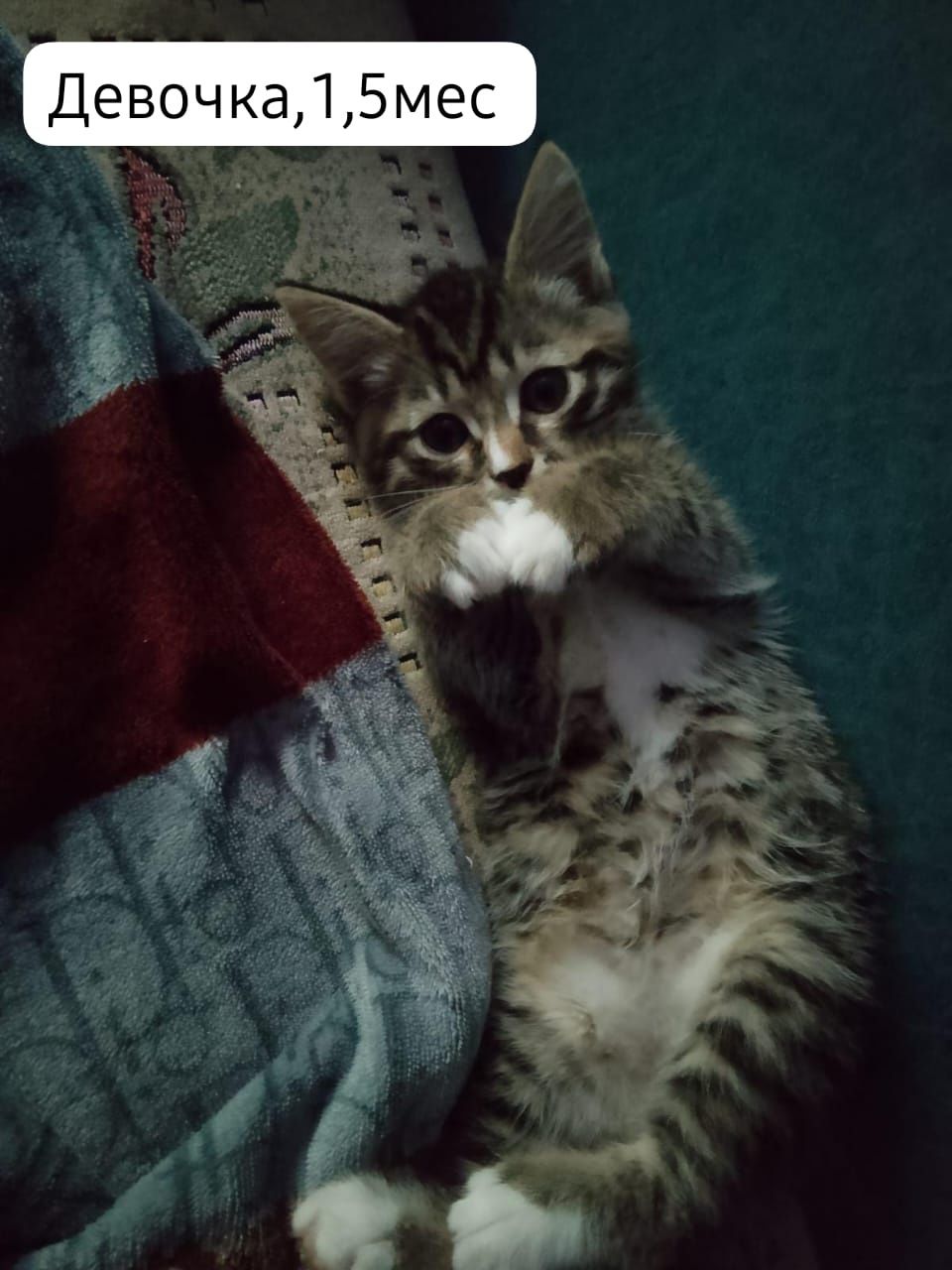 Котята бесплатно