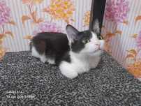Отдам даром котёнка