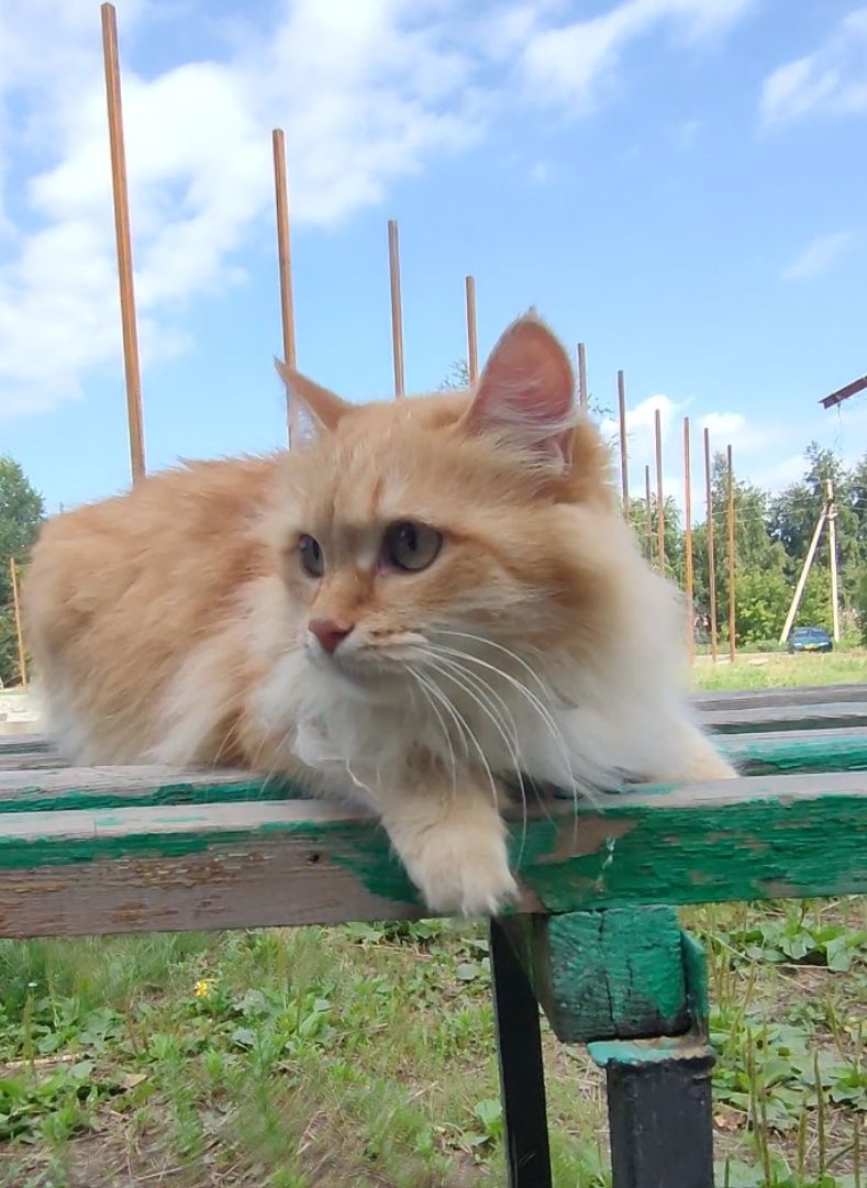 Кошка, рыжая редкость
