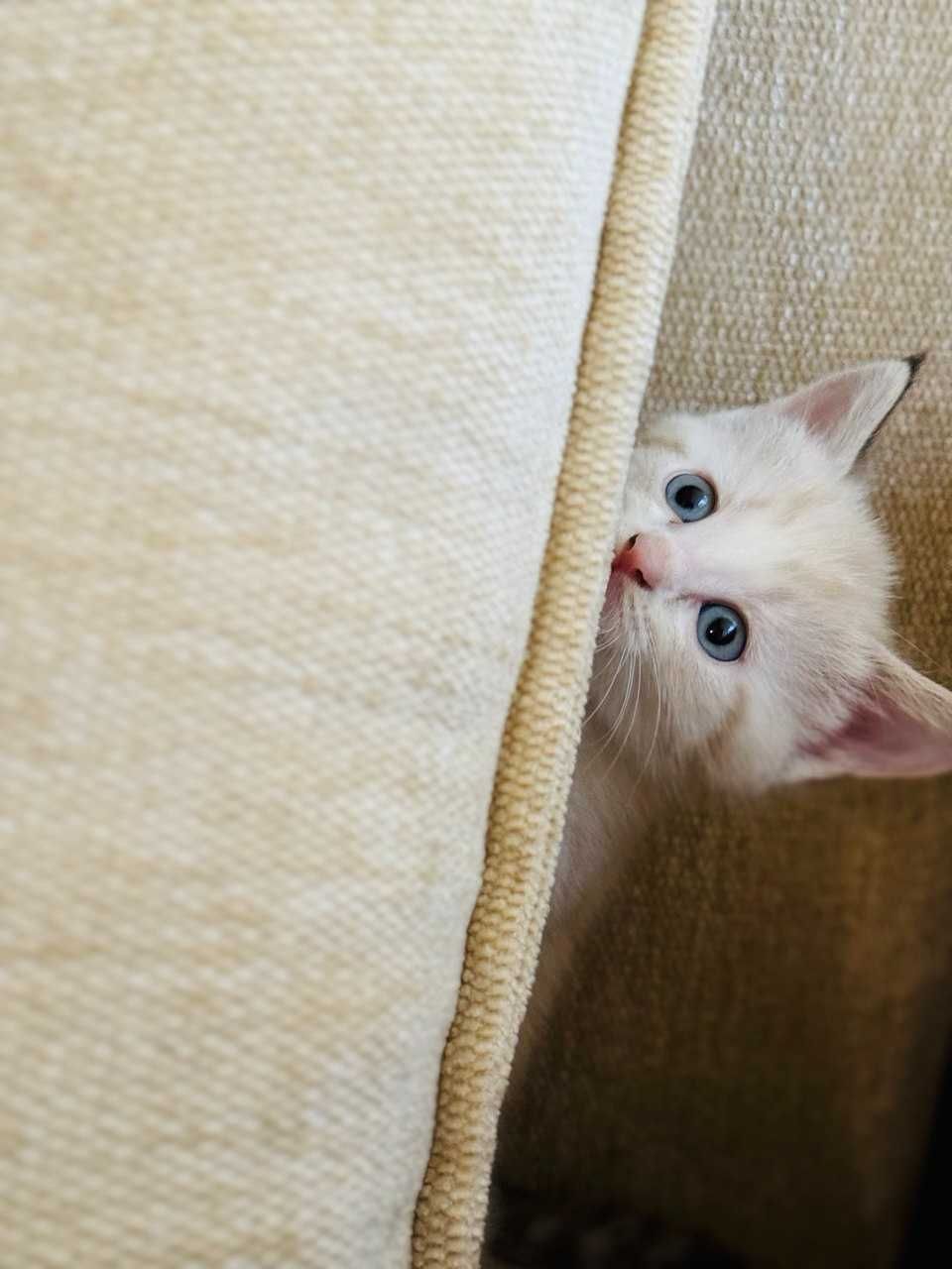 Отдам котенка в хорошие руки
