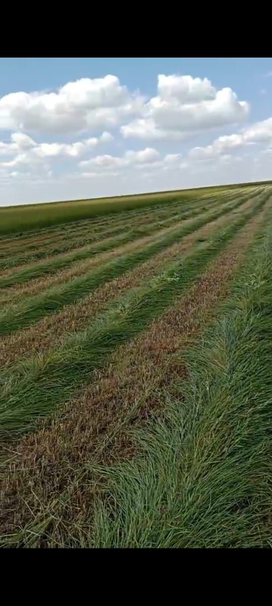 Продам в тюках сено луговое