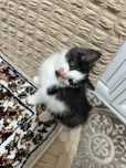 Котёнок домашний# марғау