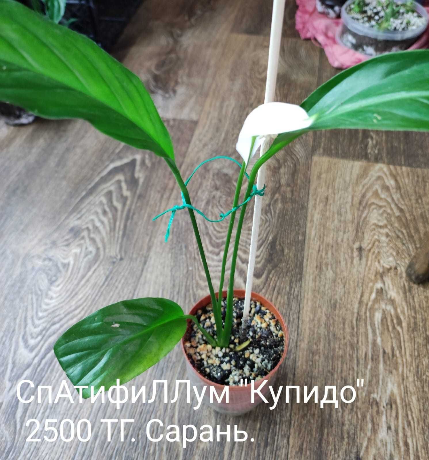 Спастифиллум разный