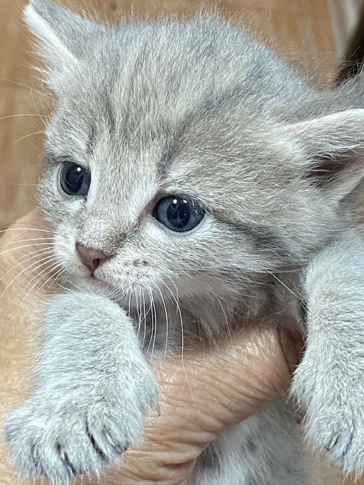 Дарю котят , возраст почти 2 месяца