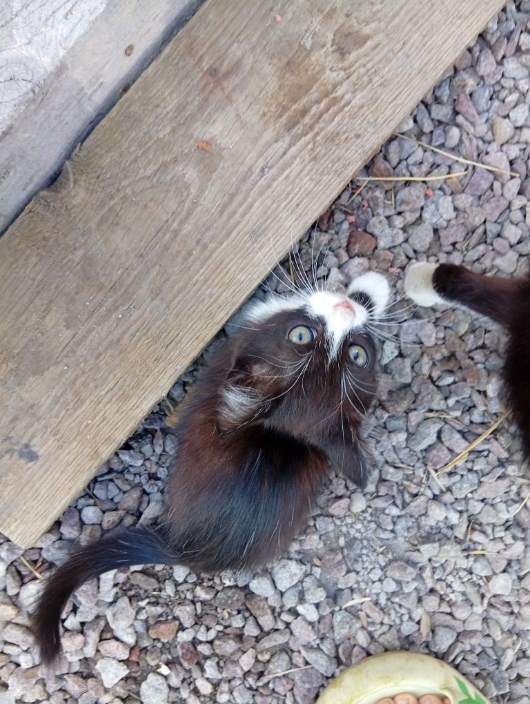 3 котята, двух месяцев. отдадим бесплатно в руки.
