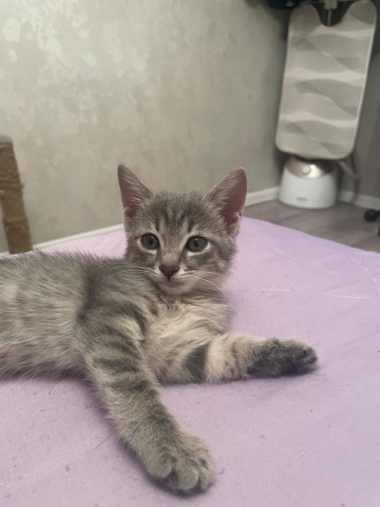 Отдадим котенка в ответственные руки