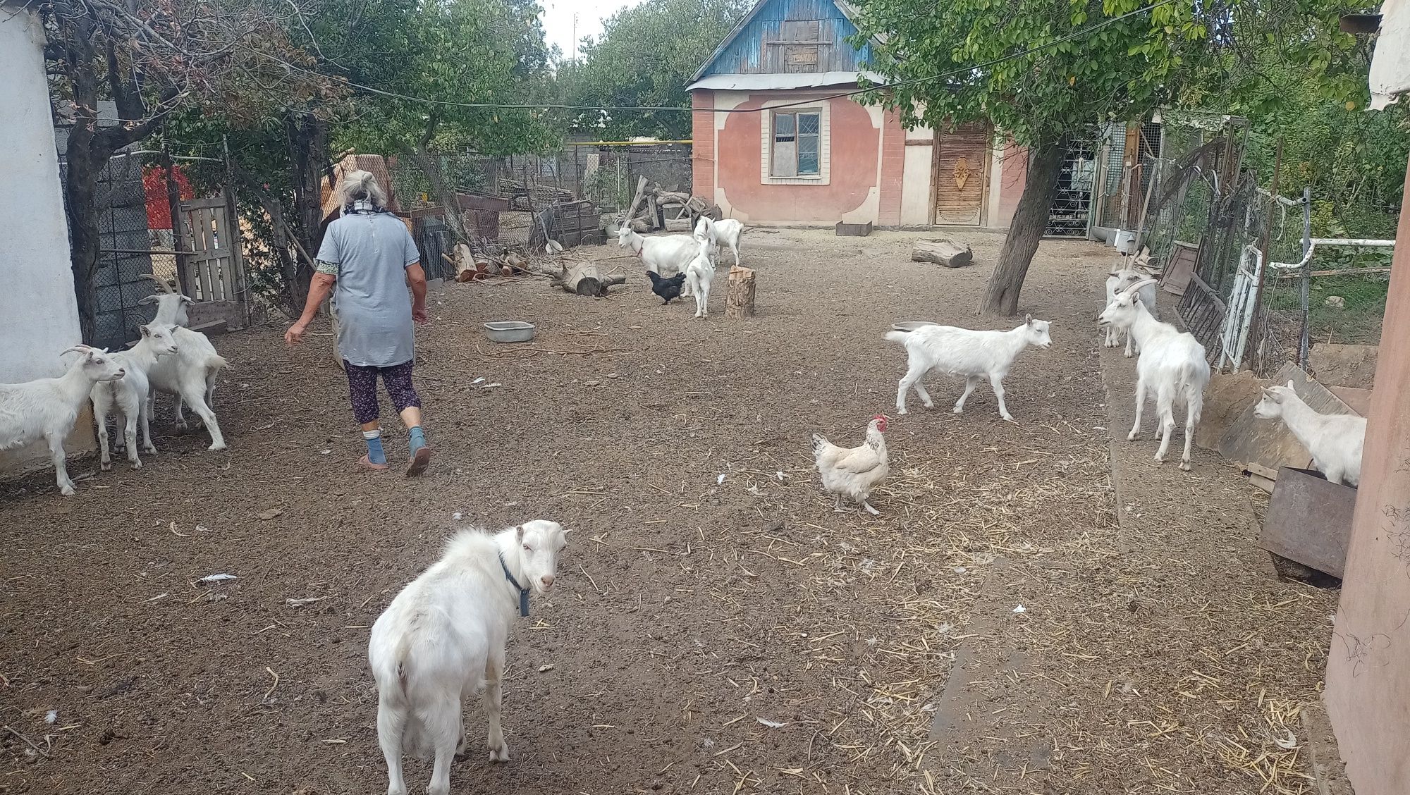 Козы и козлы.  Маленькие, большие