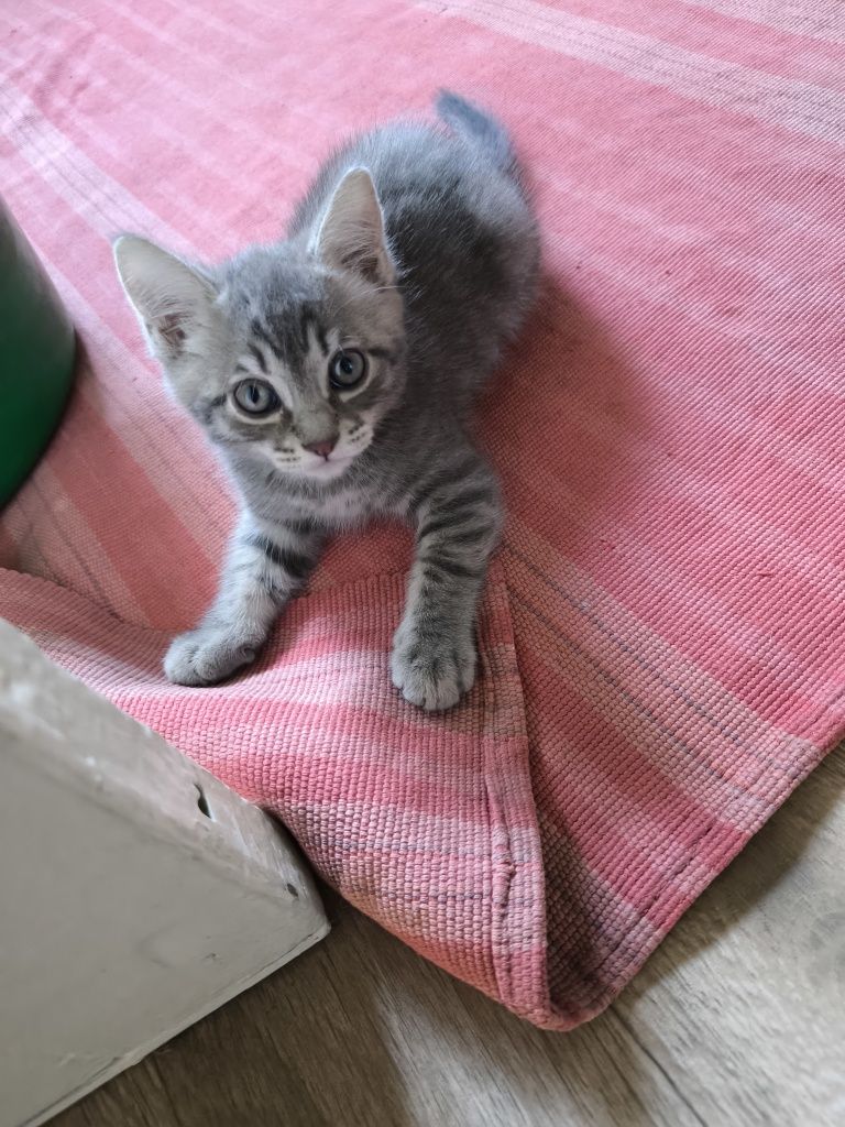 Отдам котенка мальчик, серый с полосками