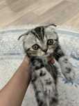 Катенок шатланский мальчик