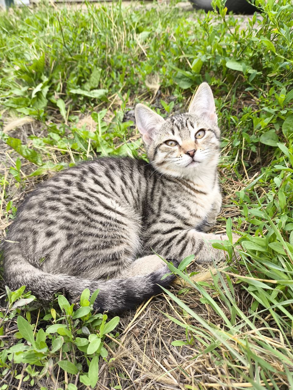 Отдадим Котят в добрые руки