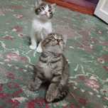 Котята бесплатно