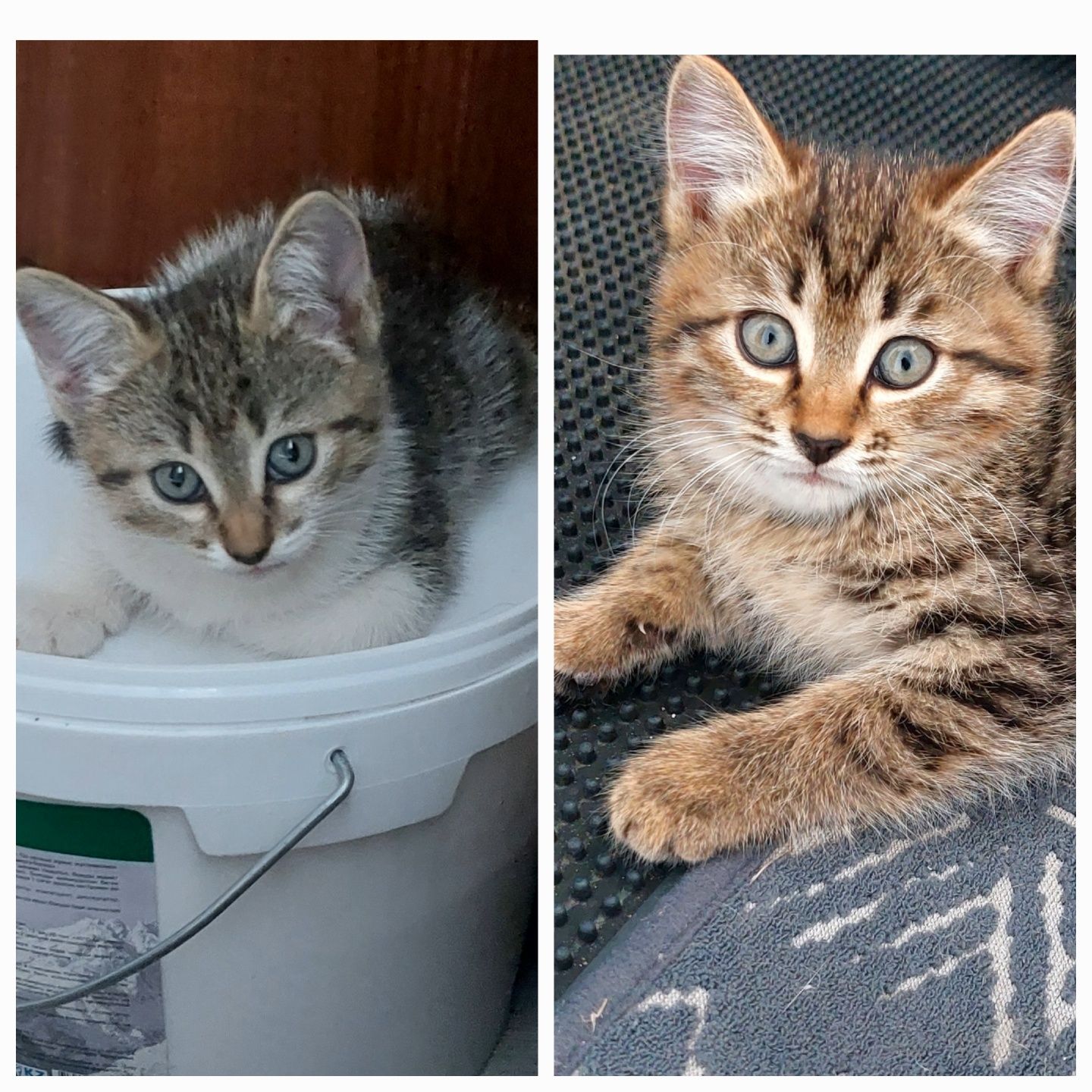 Котеночки в добрые ручки