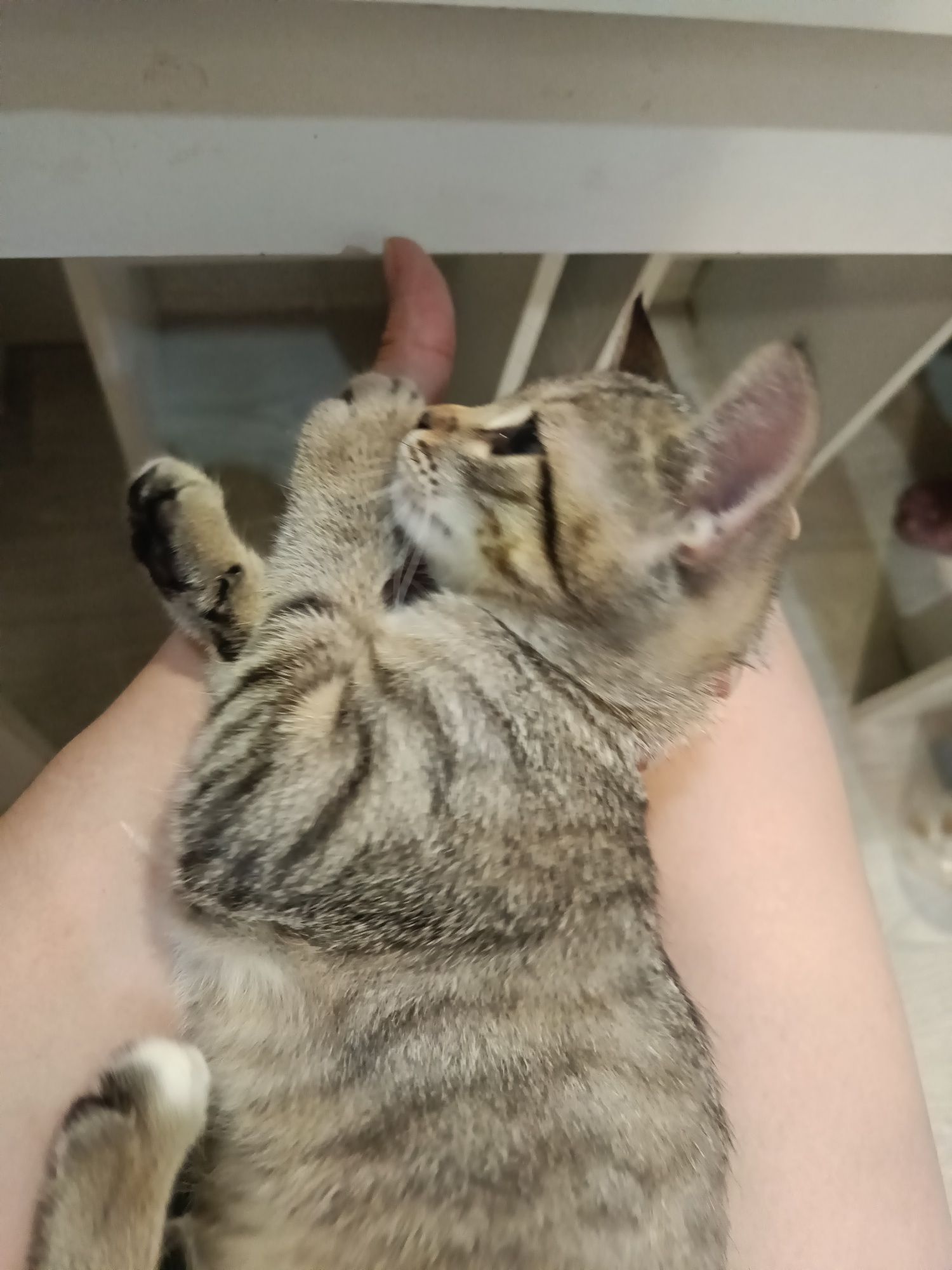 Отдам котёнка  в добрые руки