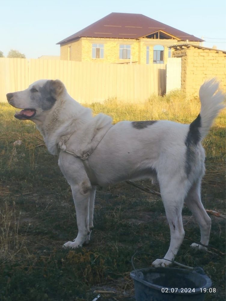 Алабай(8 мечсяцев)