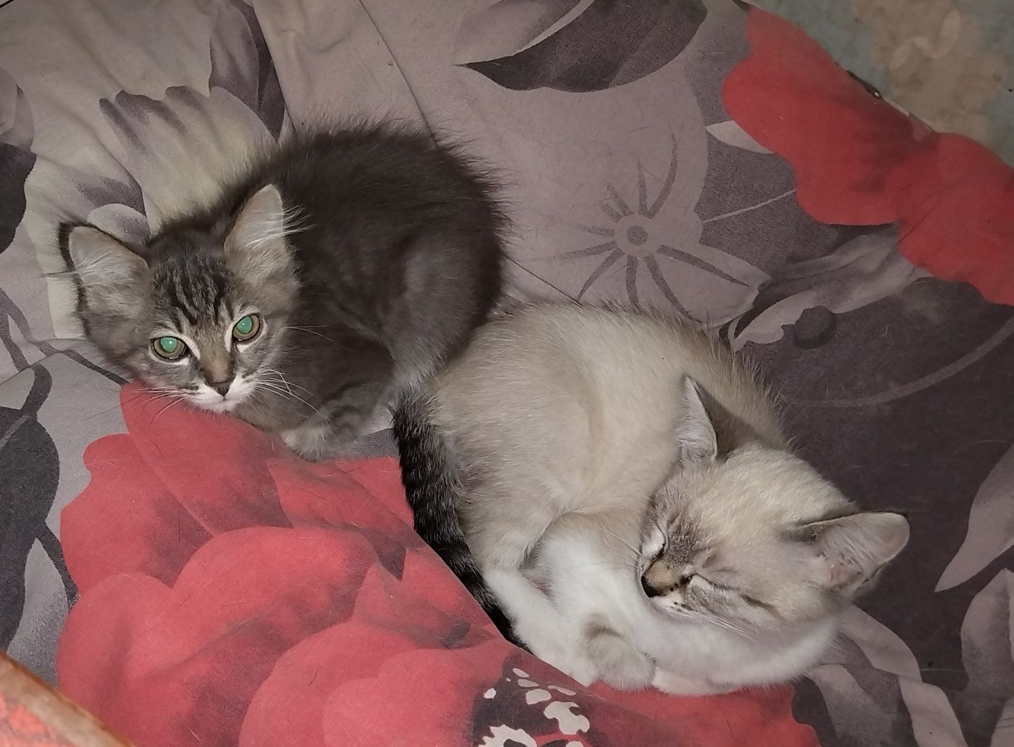Котятки ищут дом!
