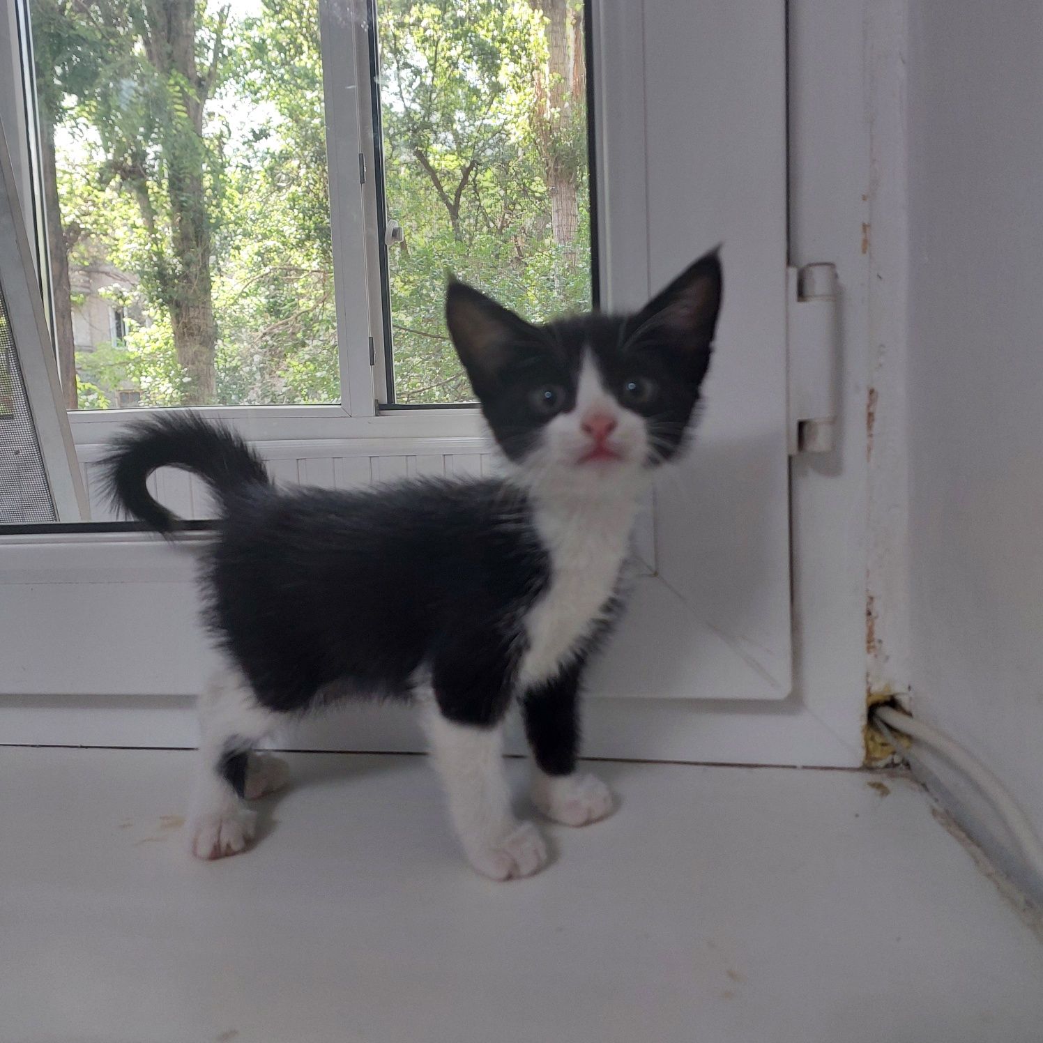 котятя 3 месячные
