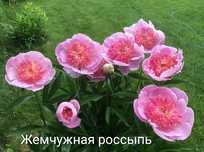 Клубни/корни коллекционных пионов
