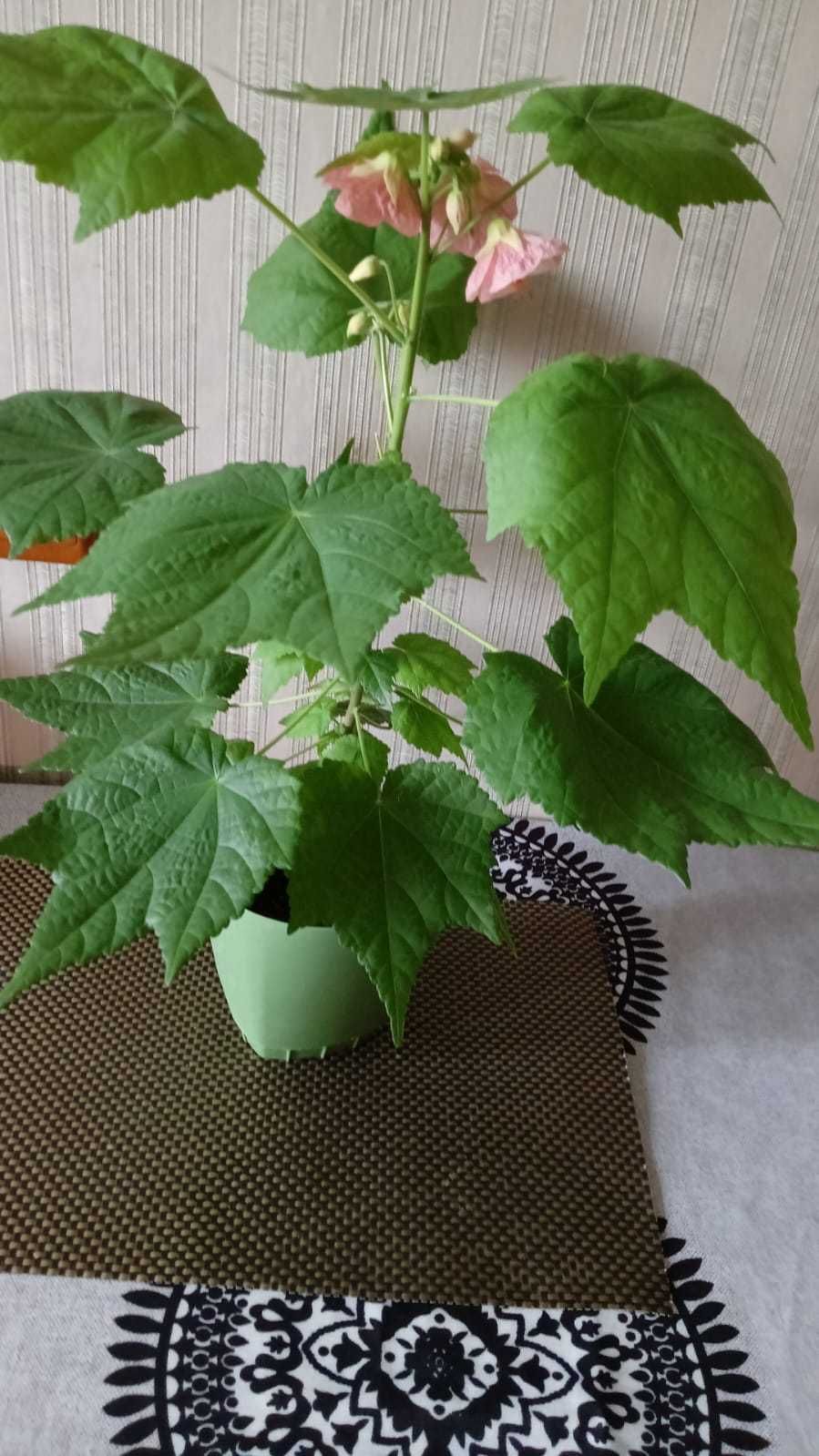 Продам комнатные цветы(абутилон).Количество ограничено.