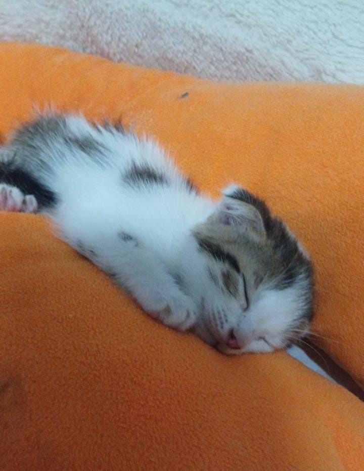 Кошечка ищет дом