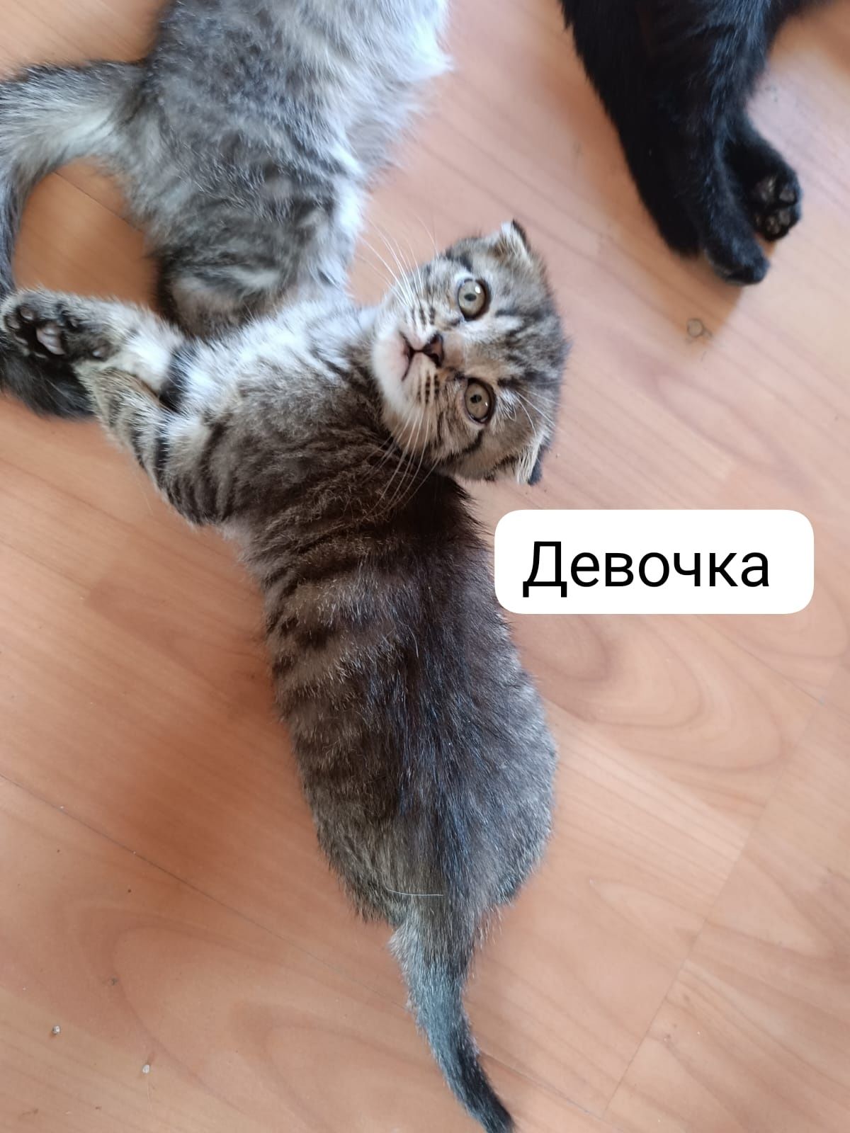 Отдам котят бесплатно