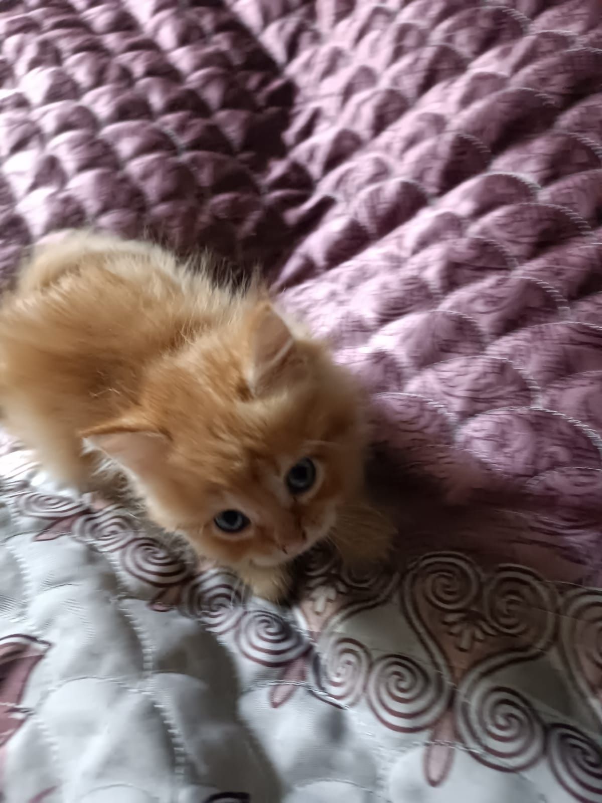 Продам милых котят
