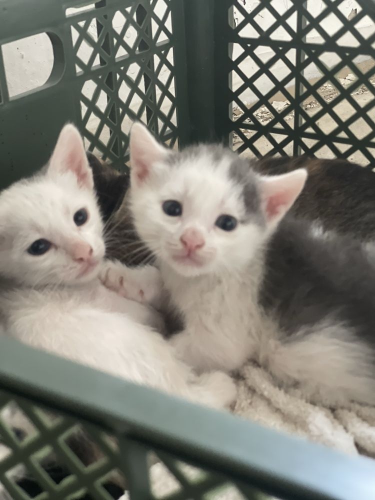 котята отдам бесплатно