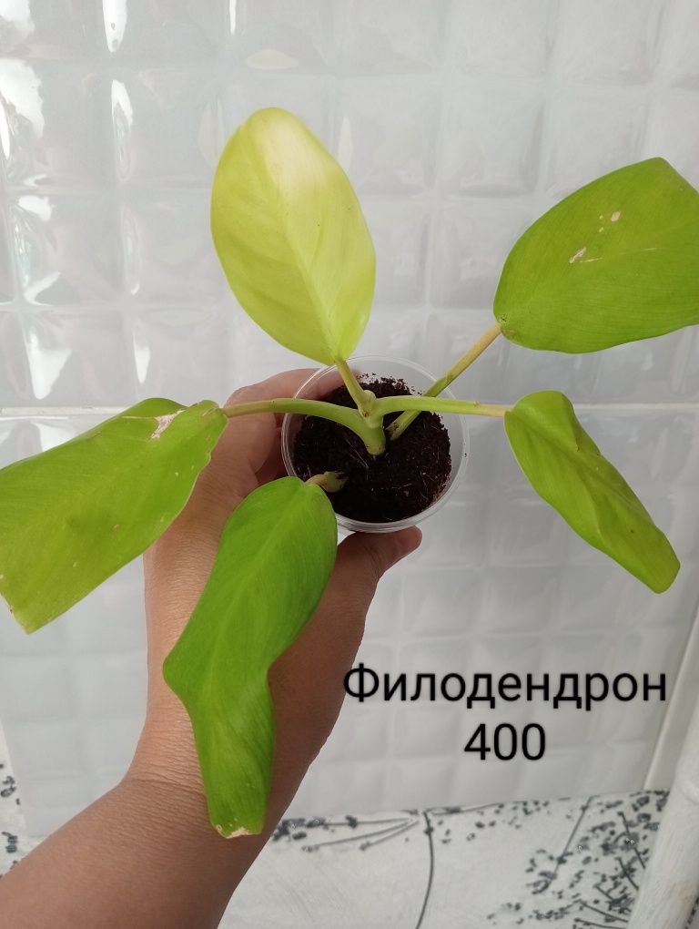 Шеффлера, бегония