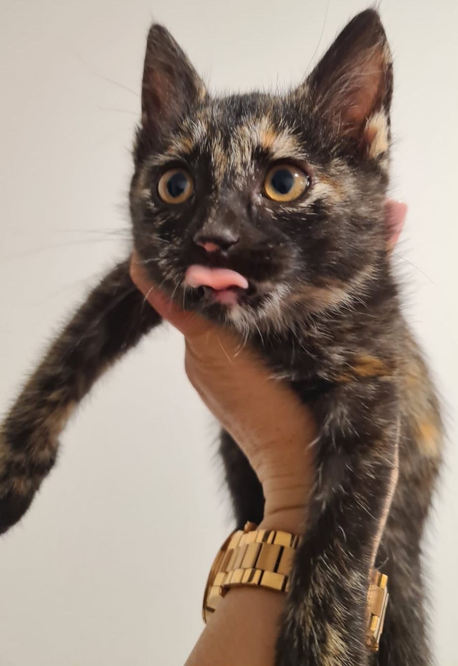 КОТЯТА ждут семью !!!