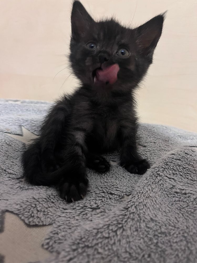 котенок 1.5 месяца ,черная девочка, бесплатно