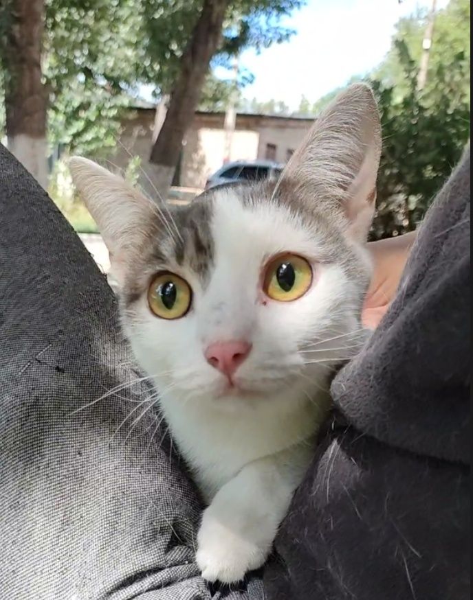 Кот, подросток, очень нежный