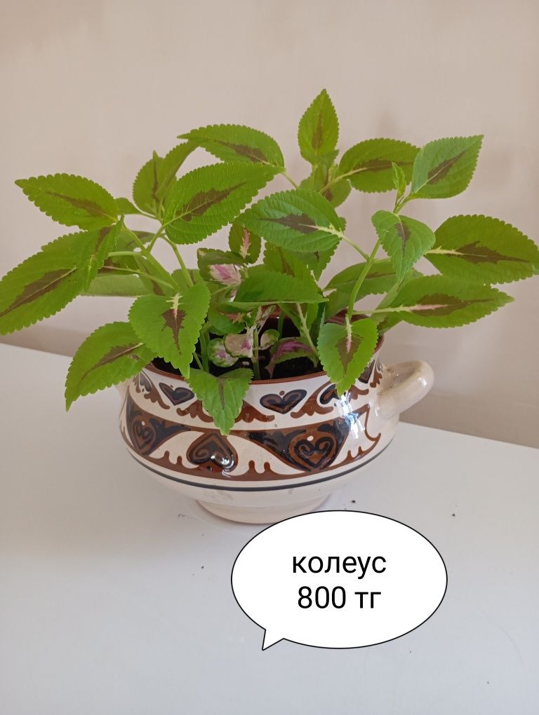 Цветы  комнатные
