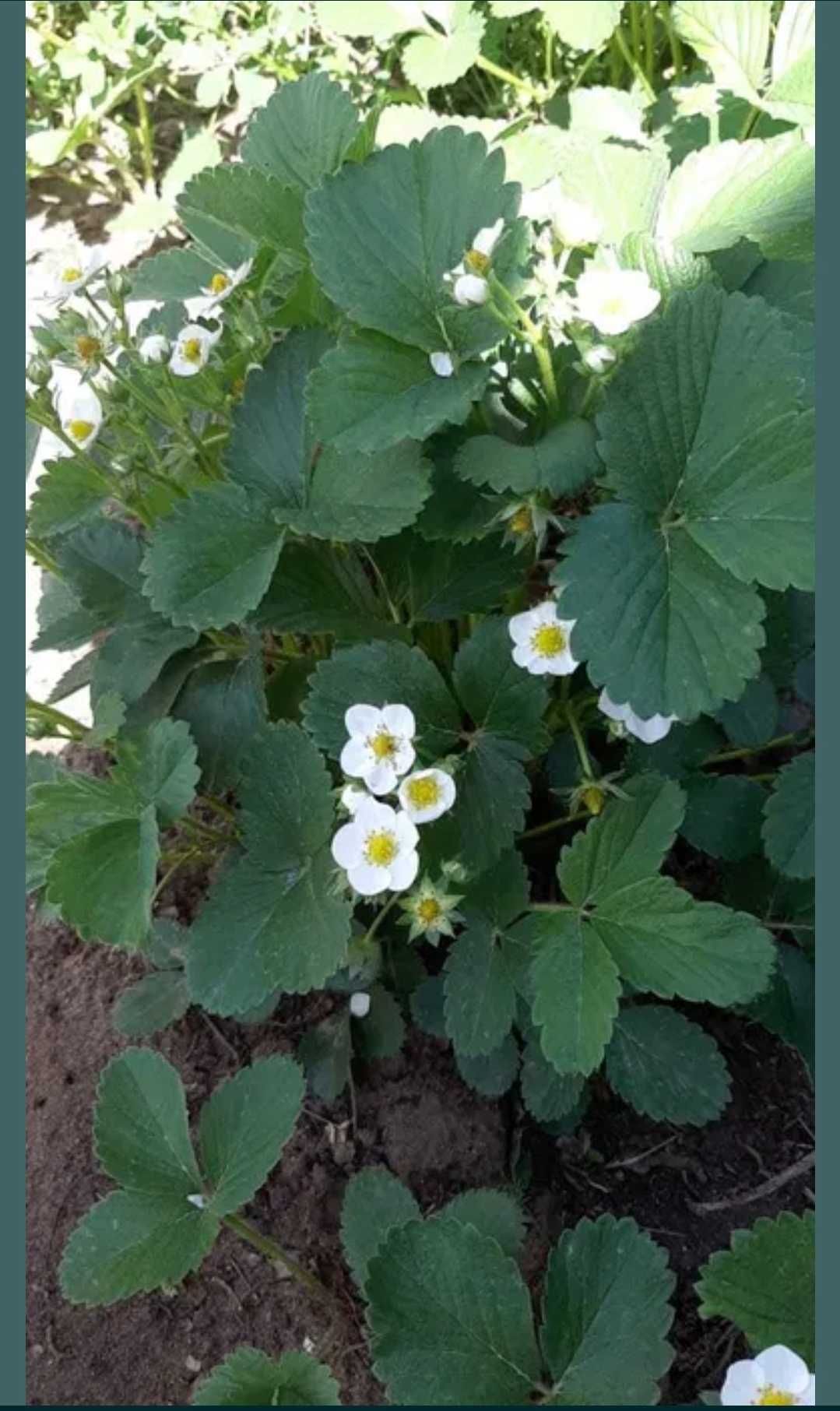 Продам рассаду многоразовой клубники