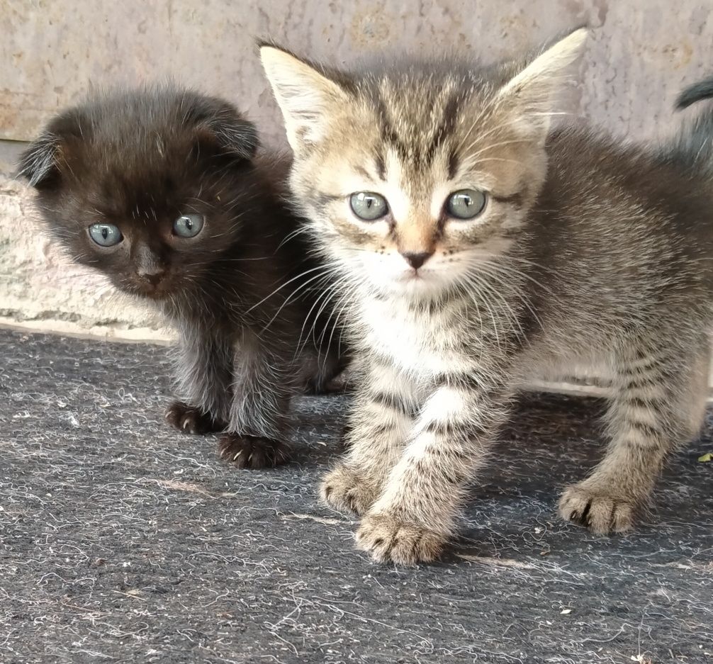 Отдам     котят.