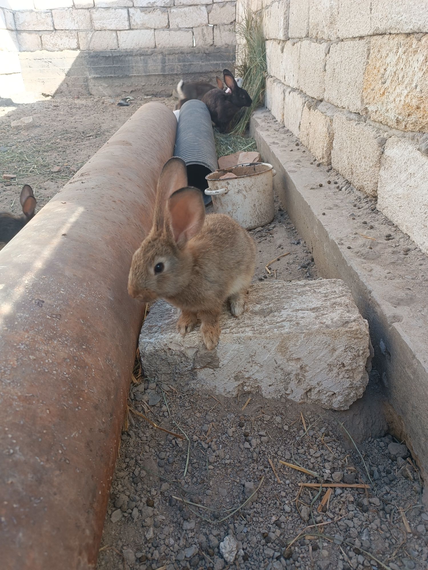 Коян сатылады срочно