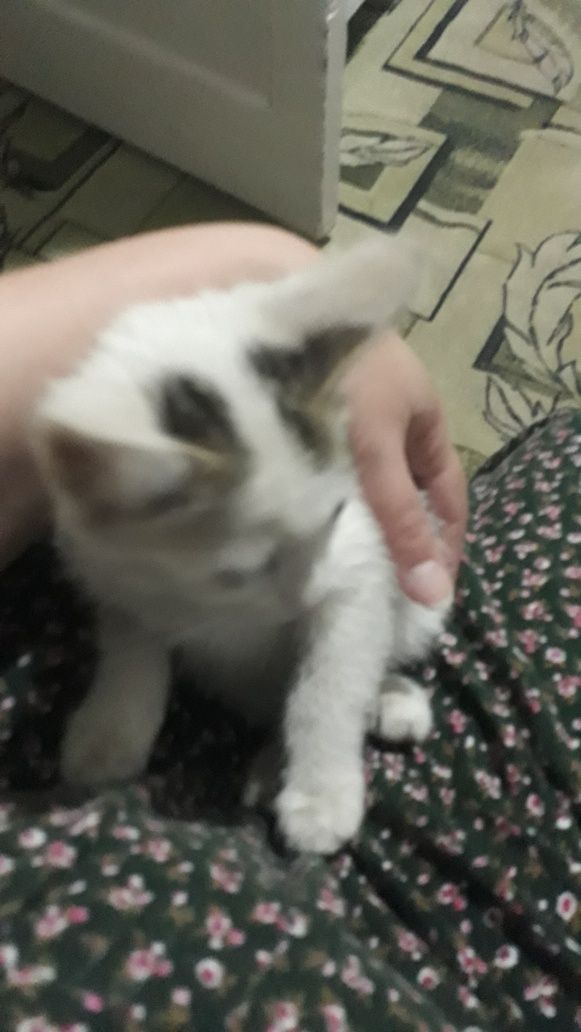 Котенок девочка 4месяца, домашний, наш адрес Сайрам центр