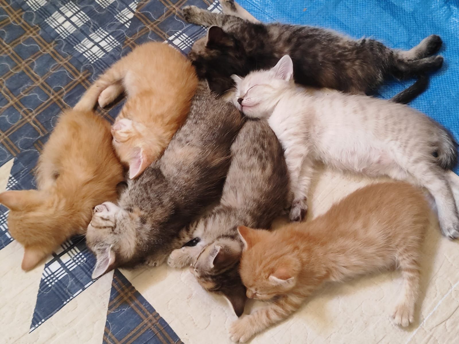 Отдам котенка в добрые руки бауырластар 2