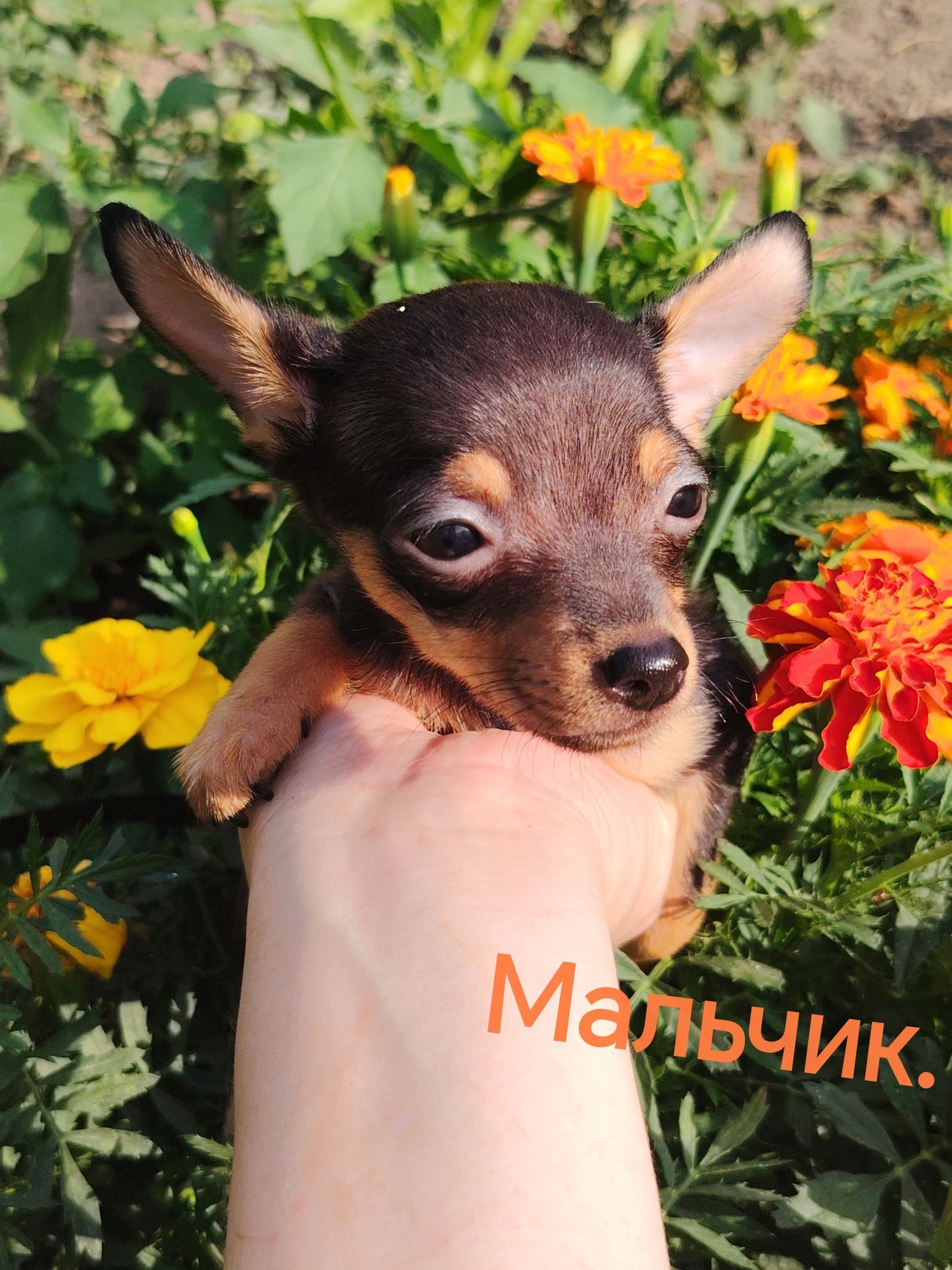 Продаются щенки породы той-терьер. В категории Super Mini.
