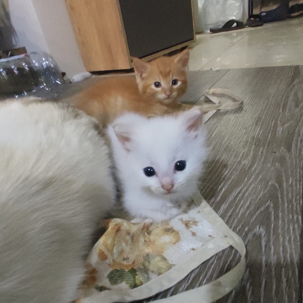 Отдам бесплатно умных и красивых домашних котяток
