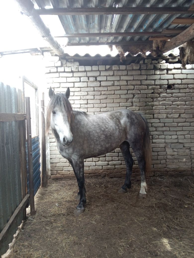 Продам кобылку 5 лет справная яловая