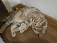 Отдадим в хорошие руки кота