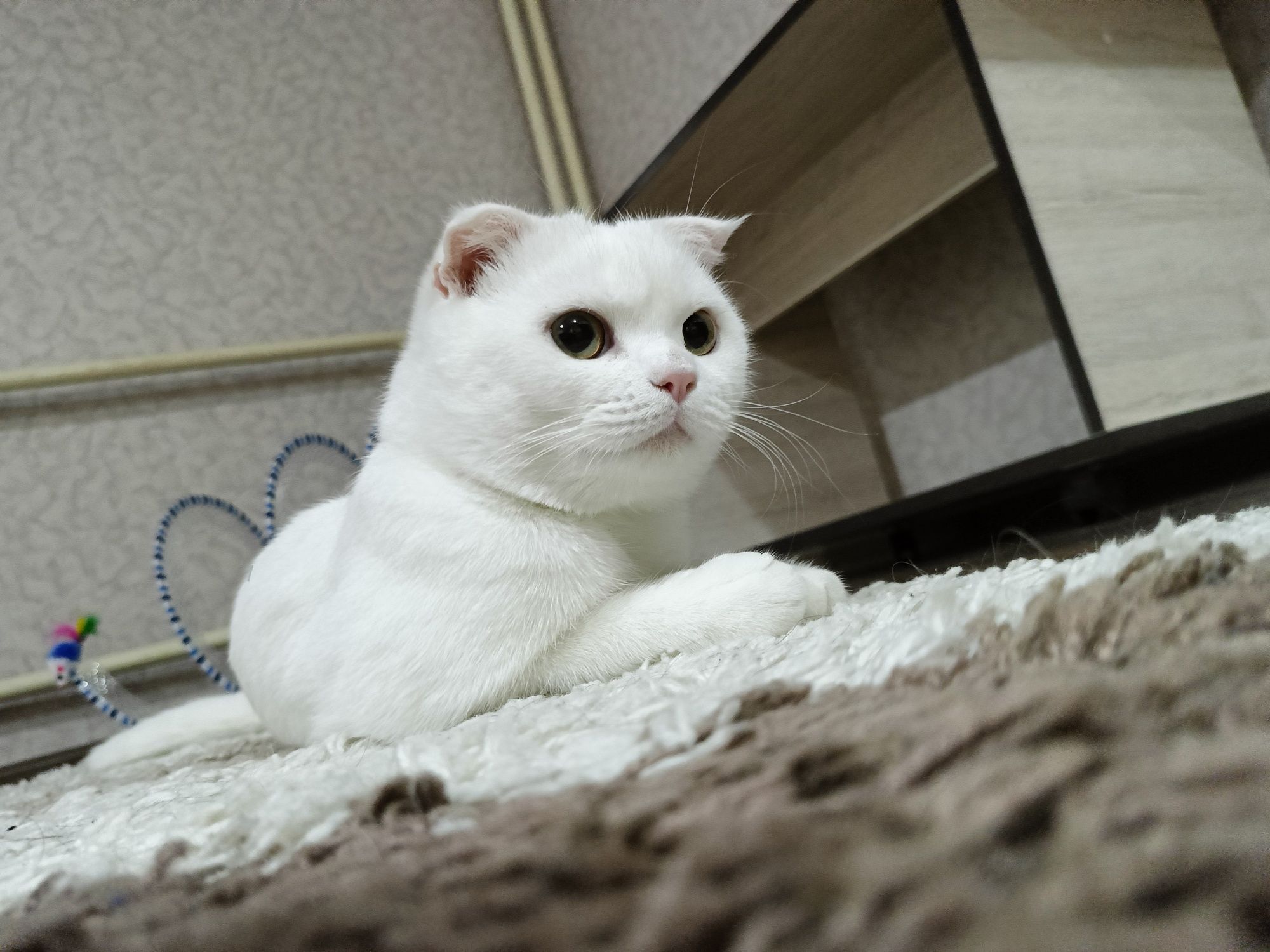 Отдаётся кот в добрые руки