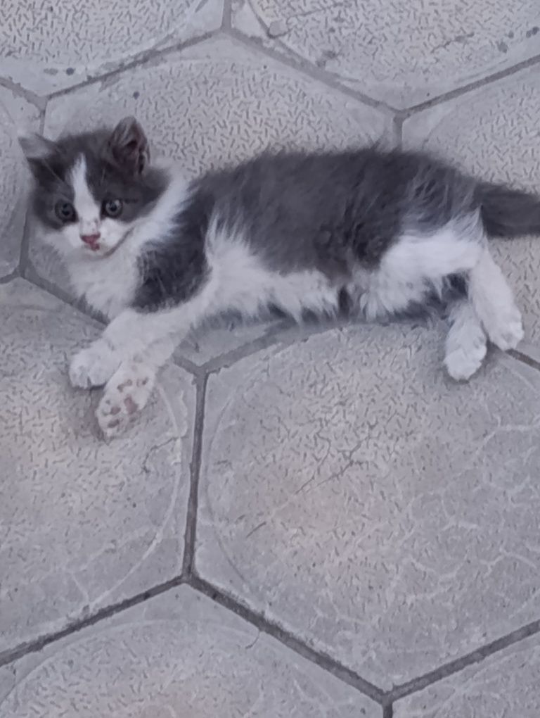 Красивые котята бесплатно